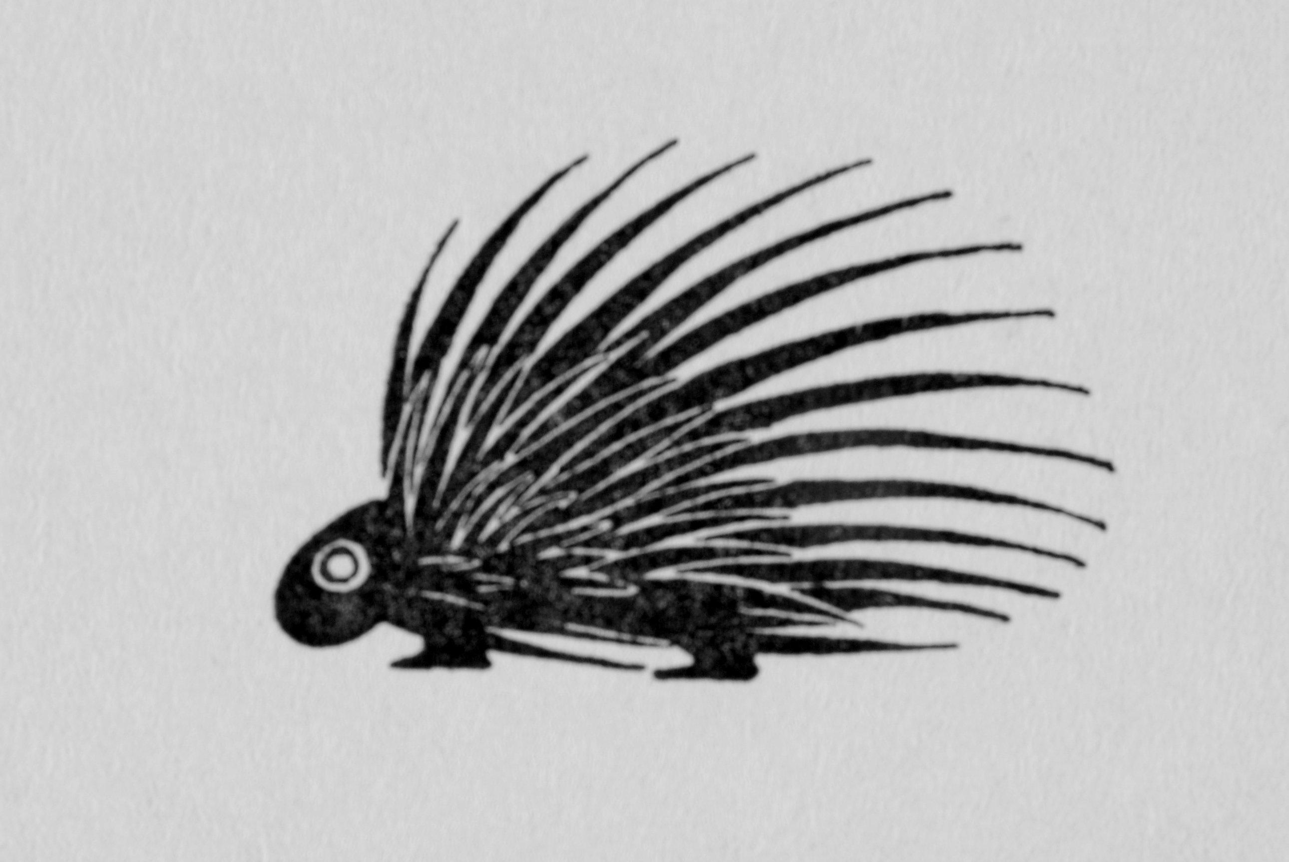 Wharton's porcupine woodcut from D.H. Lawrence's Reflections on the Death of a Porcupine, 1925.