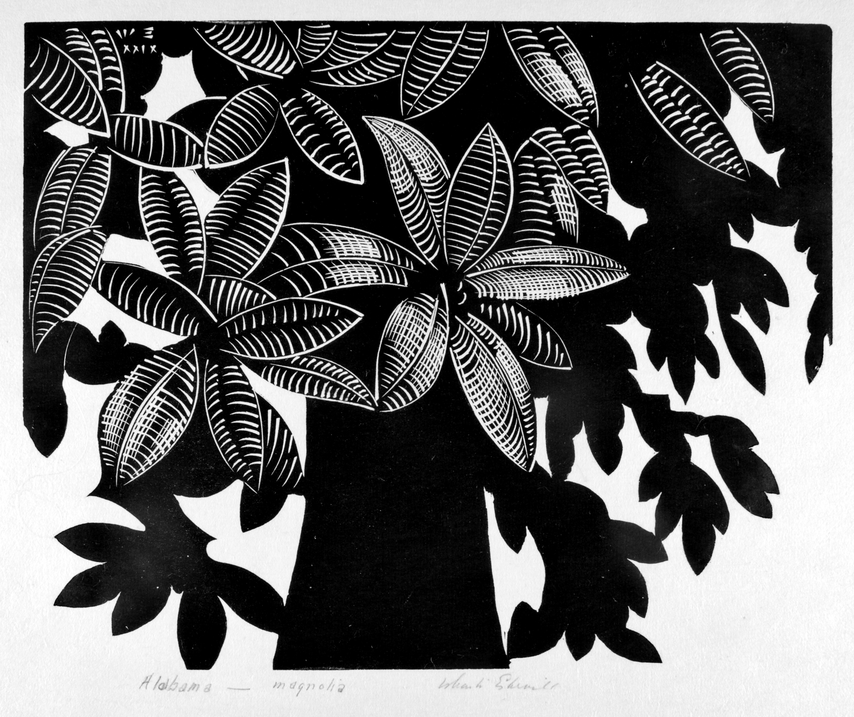 "Alabama Magnolia", 1929, wood engraving by Wharton Esherick