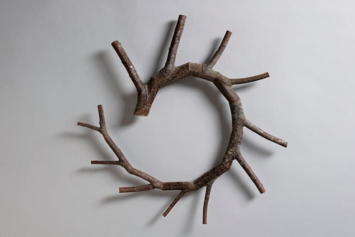 Seth Rolland - Castanea spiralis