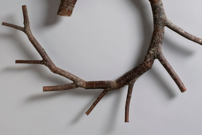 Seth Rolland - Castanea spiralis - Image 2
